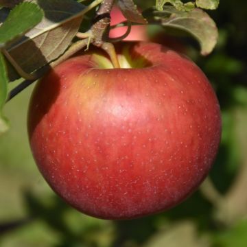 Malus, Fruiting Apple 'Freedom'