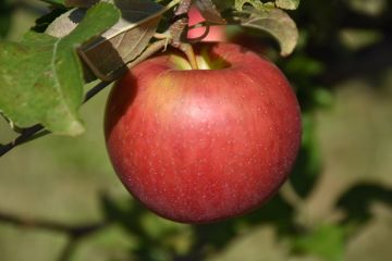 Malus, Fruiting Apple 'Freedom'