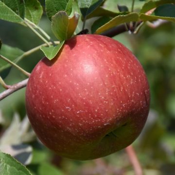 Malus, Fruiting Apple 'WineCrisp™'