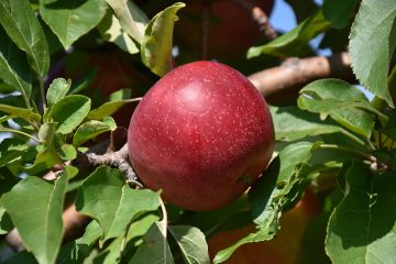 Malus, Fruiting Apple 'Haralred®'