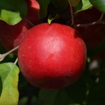 Malus, Fruiting Apple 'Haralred®'
