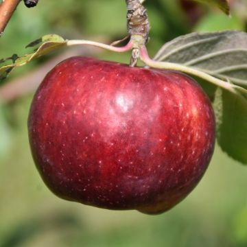 Malus, Fruiting Apple 'Frostbite™'