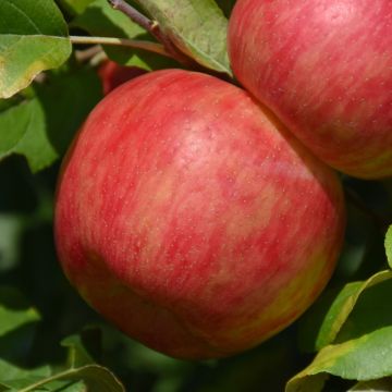 Malus, Fruiting Apple 'Haralson' (Large Sizes)