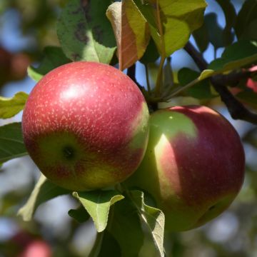 Malus, Fruiting Apple 'KinderKrisp'