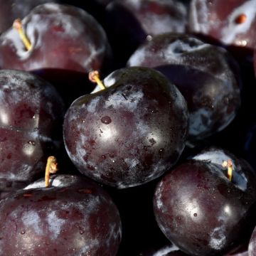 Prunus, Plum 'Black Ice™'