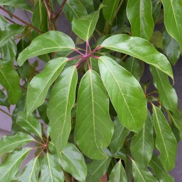 Schefflera Actinophylla 'Amate'