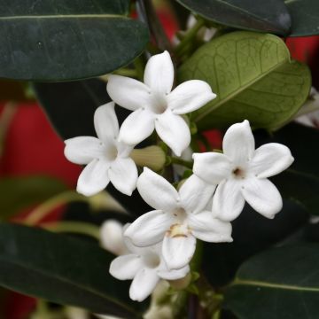 Stephanotis, Madagascar Jasmine