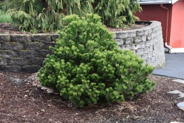 Pinus, Mountain Pine 'La Cabana'