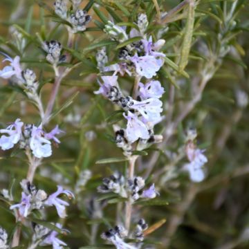 Rosmarinus, Rosemary 'Tuscan Blue'