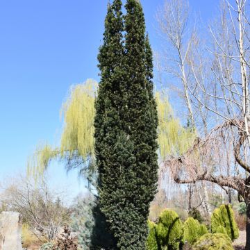Taxus, Yew 'Beanpole