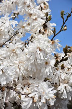 Magnolia, Star Magnolia 'Royal Star'