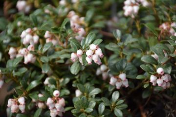 Arctostaphylos, Bearberry 'Massachusetts'