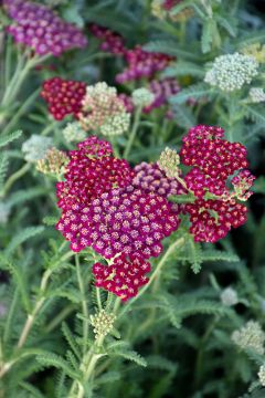 Achillea, Compact Yarrow 'New Vintage™ Red'