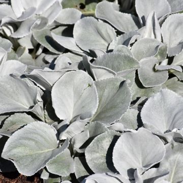 Senecio Candicans 'Angel Wings®'