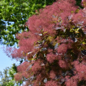 Cotinus, Smokebush 'Grace'