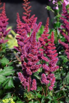 Astilbe, Chinese Astilbe 'Vision in Red'