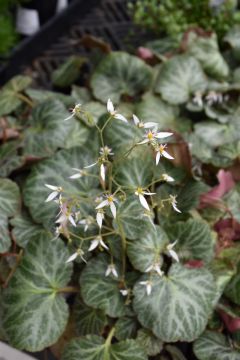 Saxifraga, Strawberry Begonia