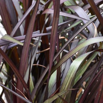 Pennisetum, Fountain Grass 'First Knight'