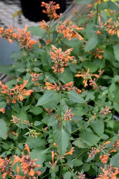 Agastache, Hyssop 'Kudos Mandarin'