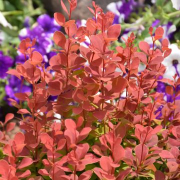 Berberis, Japanese Barberry 'Orange Rocket'