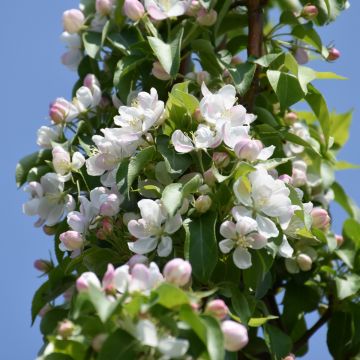 Malus, Flowering Crabapple First Editions® 'Green Wall®' (Large Sizes)