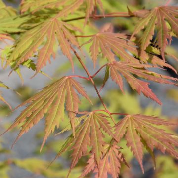 Acer, Jack Frost® Maple 'Arctic Jade®'