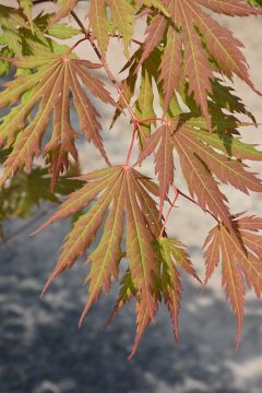 Acer, Hybrid Maple 'Arctic Jade®'