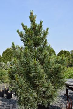 Pinus, Swiss Stone Pine 'Westerstede'