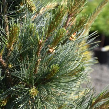 Pinus, Limber Pine 'Northern Blue'