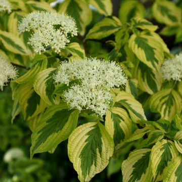 Cornus, Pagoda Dogwood 'Golden Shadows™'