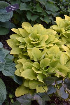 Hosta, Lime Leaf 'Fire Island'
