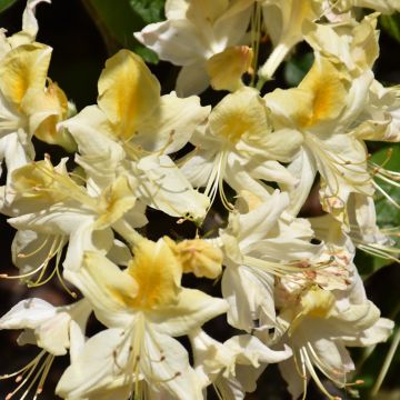 Rhododendron, Azalea 'Northern Hi-Lights'