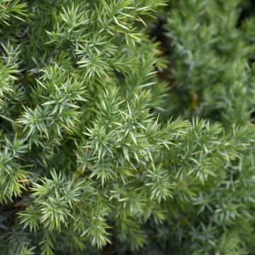 Juniperus, Dwarf Juniper 'Star Power®'