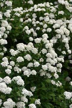 Spiraea, Birchleaf Spirea 'Tor'