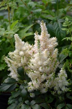 Astilbe, Hybrid Astilbe 'Younique™ Salmon'