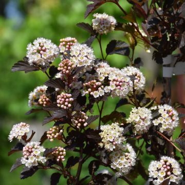 Physocarpus, Ninebark Tree 'Summer Wine'