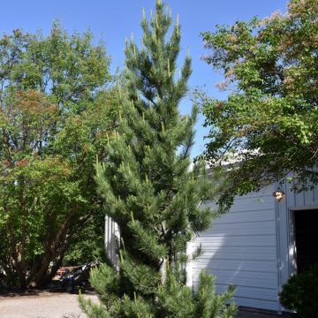 Pinus, Swiss Stone Pine 'Prairie Statesman' (Large Sizes)