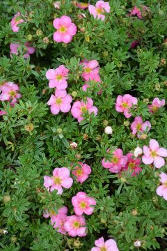 Potentilla, Shrubby Cinquefoil 'Bella Bellissima®'