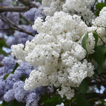 Syringa, Common Lilac 'White'