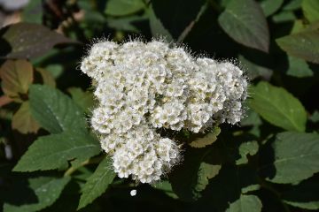 Spiraea, Media Spirea 'Double Play® Blue Kazoo®'