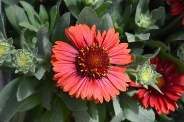 Gaillardia, Blanket Flower 'Spintop™ Red'