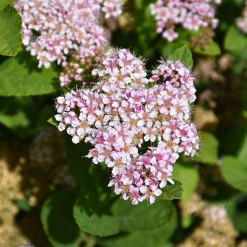 Spiraea, Birchleaf Spirea 'Pink Sparkler'