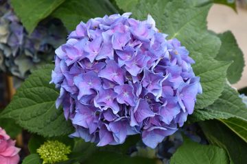 Hydrangea, Bigleaf 'Let’s Dance® Blue Jangles'