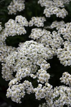 Achillea, Compact Yarrow 'New Vintage™ White'