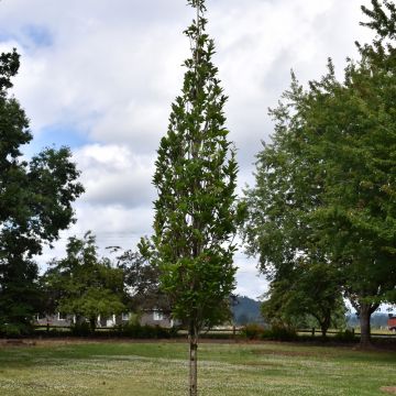 Quercus, Swamp White Oak 'Beacon®' (Large Sizes)