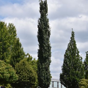 Populus, Quaking Aspen 'Mountain Sentinel®' (Large Sizes)