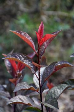 Physocarpus, Ninebark 'Darkstar®'