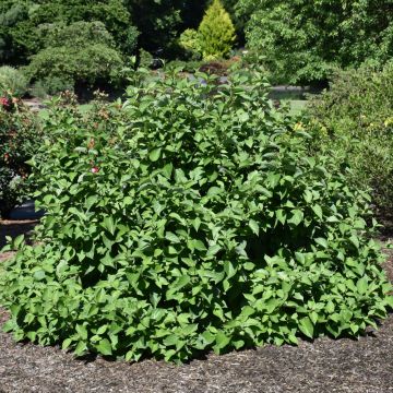 Cornus, Red Twig Dogwood 'Isanti'