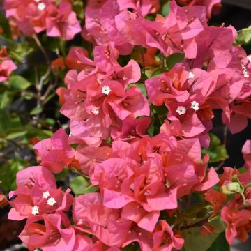 Bougainvillea, Assortet Colors