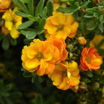 Potentilla, Shrubby Cinquefoil 'First Editions® Marmalade®'